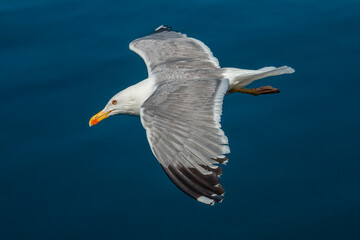 Seagull in flight over the sea in Greece.
