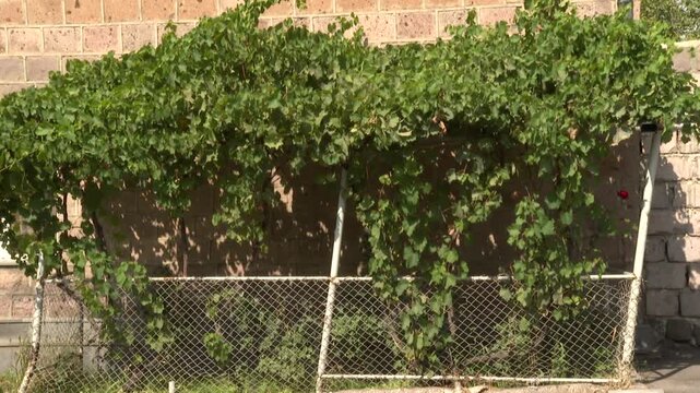 A lush, vibrant grape arbor shades a tranquil backyard, laden with ripening green grapes. Perfect for themes of agriculture, nature, and peaceful outdoor settings.

