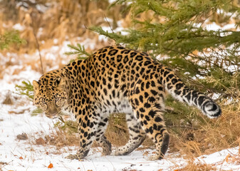 Obraz premium Grace in the Frost: The Amur Leopard on the Hunt