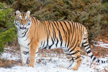 Obraz premium Winter Shadow: A Bengal Tiger on the Hunt