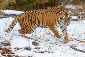 Obraz premium Winter Shadow: A Bengal Tiger on the Hunt