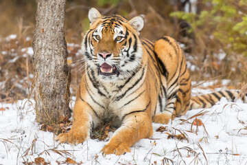 Obraz premium Winter Shadow: A Bengal Tiger on the Hunt