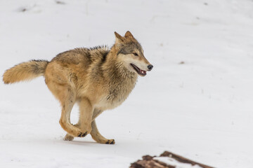 Fototapeta premium Winter Unity: Tundra Wolves Bound by Trust Before the Hunt