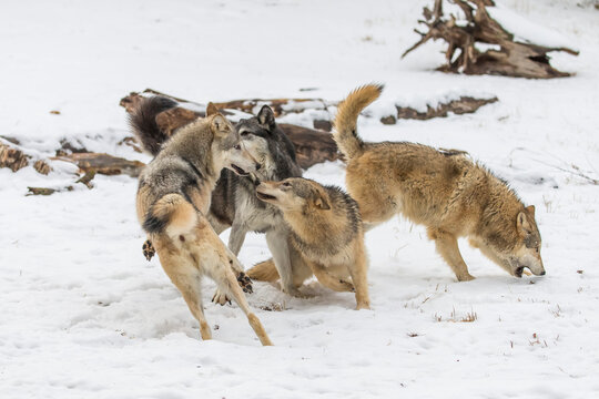 Winter Unity: Tundra Wolves Bound by Trust Before the Hunt
