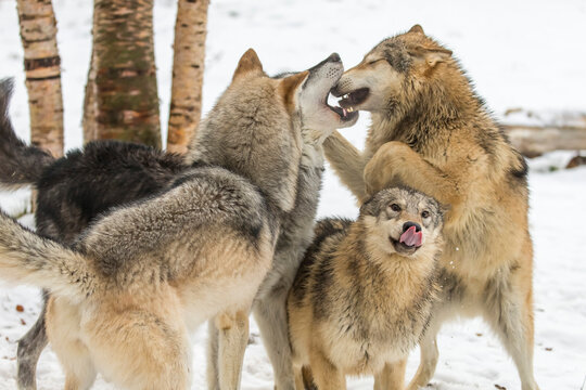 Winter Unity: Tundra Wolves Bound by Trust Before the Hunt