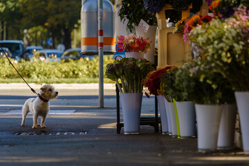 Terrier waiting outside flower shop in Vienna