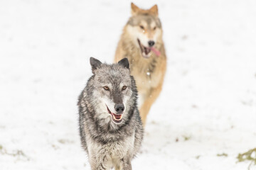 Obraz premium Winter Unity: Tundra Wolves Bound by Trust Before the Hunt