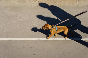 Small brown dog on leash walking along city street with shadows