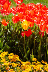 Bright colorful tulips as  floral background