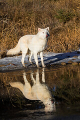 Winter Stalker: Arctic Wolf on the Hunt