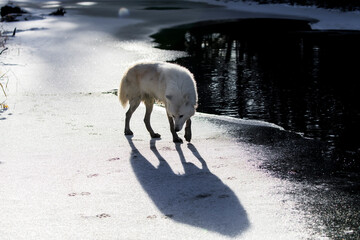 Winter Stalker: Arctic Wolf on the Hunt