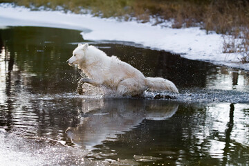 Winter Stalker: Arctic Wolf on the Hunt