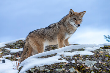 Silent Tracker: Coyote on the Hunt in Montana&rsquo;s Winter Mountains