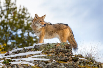 Silent Tracker: Coyote on the Hunt in Montana&rsquo;s Winter Mountains