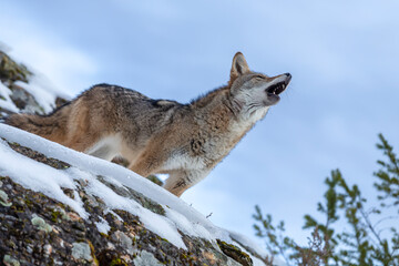 Obraz premium Silent Tracker: Coyote on the Hunt in Montana’s Winter Mountains