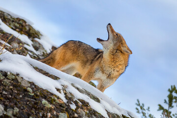 Winter Howl: Lone Coyote Navigates Montana&rsquo;s Snowy Peaks