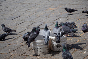 Hungry pigeons feeding  at square