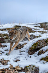Obraz premium Silent Tracker: Coyote on the Hunt in Montana’s Winter Mountains