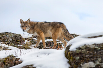 Silent Tracker: Coyote on the Hunt in Montana&rsquo;s Winter Mountains