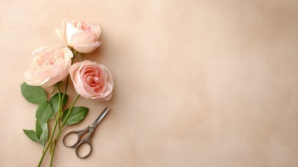 Close up of a pink rose with a pair of scissors next to it. Valentines day.