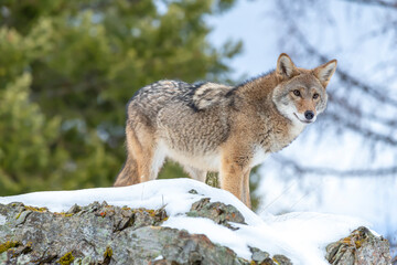 Silent Tracker: Coyote on the Hunt in Montana&rsquo;s Winter Mountains