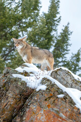Silent Tracker: Coyote on the Hunt in Montana&rsquo;s Winter Mountains