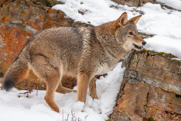 Silent Tracker: Coyote on the Hunt in Montana&rsquo;s Winter Mountains