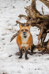 Winter Chase: Red Fox on the Hunt in Snowy Terrain