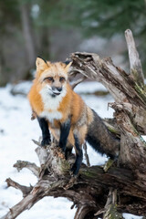 Winter Chase: Red Fox on the Hunt in Snowy Terrain
