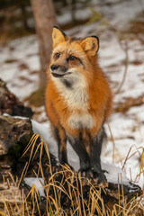Fototapeta premium Winter Chase: Red Fox on the Hunt in Snowy Terrain