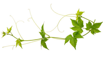 Green grapevine leaves and tendrils on white background isolated on a transparent background