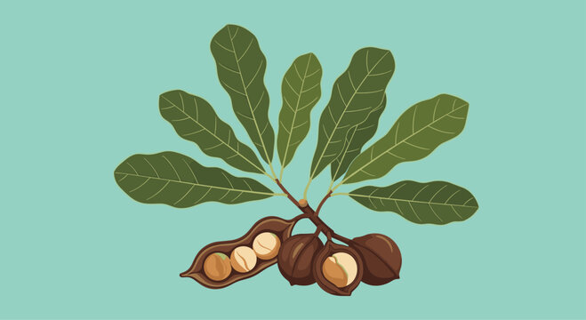 Green branch of a macadamia tree featuring ripe nuts in brown shells with some opened to reveal the crunchy white kernels inside.