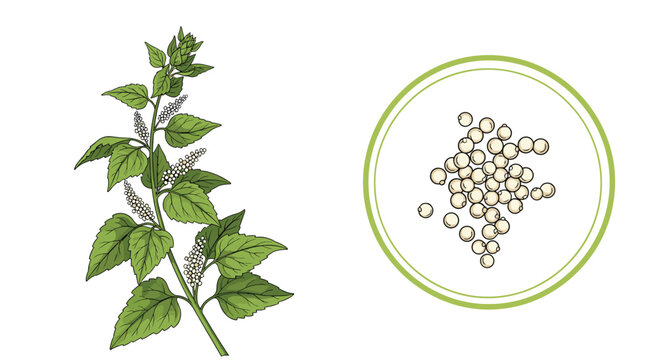 Detailed botanical illustration of an amaranth plant with red flowers and a side view of its nutritious white grains.