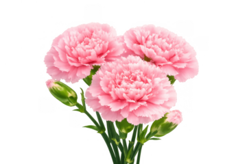 Pink carnations blooming, symbolizing mother's day, love, and spring on transparent background for floral designs
