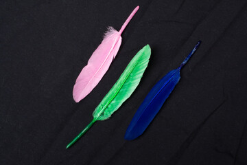 Birds colored fluffy feathers.