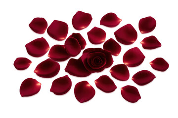Red rose with scattered petals on transparent background symbolizing love, romance, and special occasions