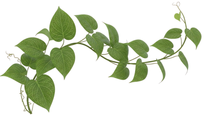 Green leafy vine with heart shaped leaves on white background isolated on a transparent background