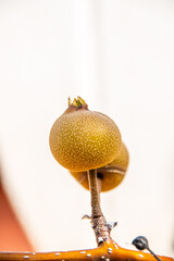 Pyrus pyrifolia pertenece a la familia de las Rosaceae