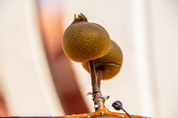 Pyrus pyrifolia pertenece a la familia de las Rosaceae