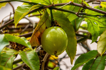 Passiflora edulis pertenece a la familia Passifloraceae.