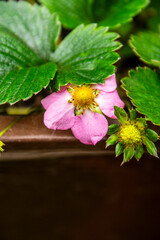 Fragaria &times; ananassa pertenece a la familia de las Rosaceae.