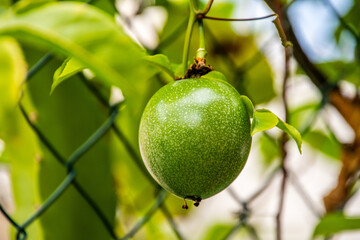 Passiflora edulis pertenece a la familia Passifloraceae.