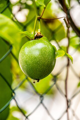Passiflora edulis pertenece a la familia Passifloraceae.