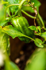 Cultivo de pimientos verdes en crecimiento.