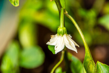 Cultivo de pimientos verdes en crecimiento.