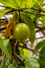 Passiflora edulis pertenece a la familia Passifloraceae.