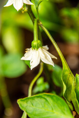 Cultivo de pimientos verdes en crecimiento.