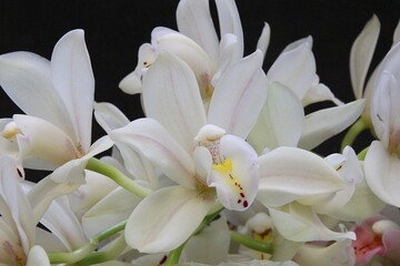 orchid flowers, cut flowers, cut white orchid branches, purple tulip, flower bouquet, lush cream orchids