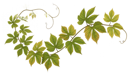 Green leaves on a vine isolated on a transparent background plant foliage