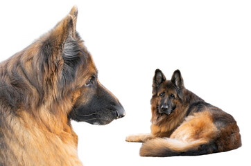  two old german shepherd isolated on white background